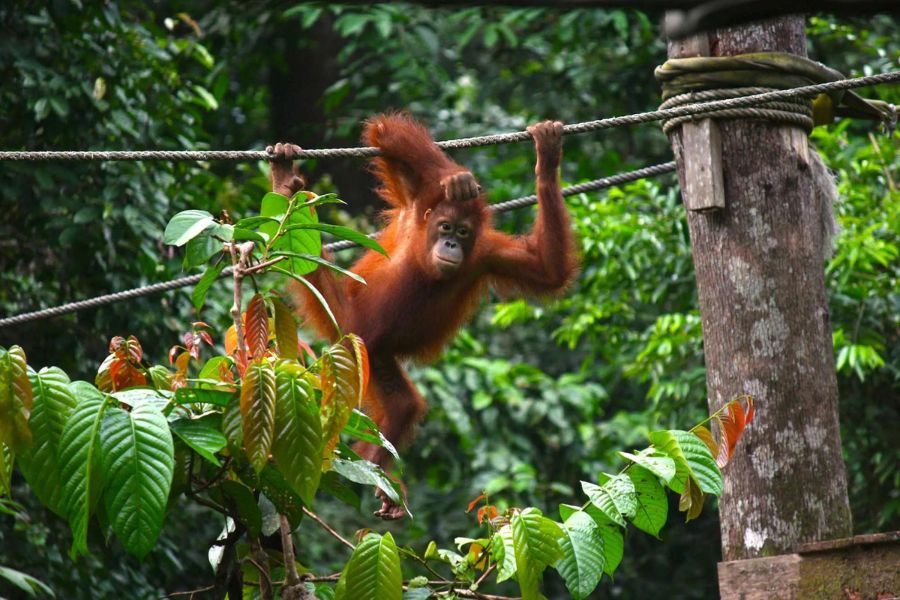 Sepilok Orangutan 