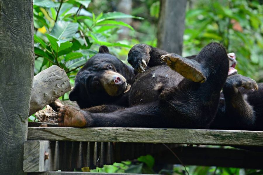 Bornean Sun Bear Conservation Centre