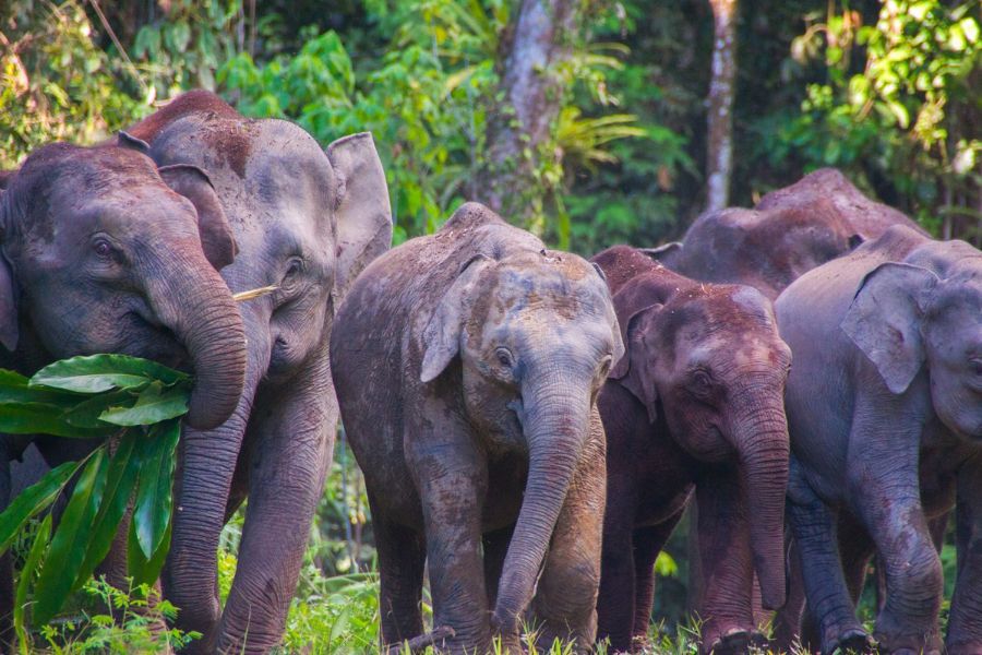 Danum Valley Elephants 