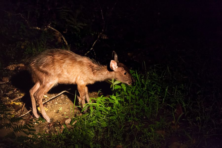 Wildlife Spotting and Night Safari