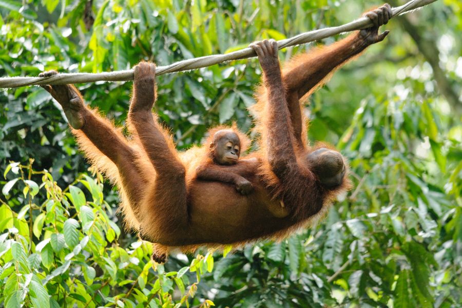 Wildlife in Sepilok Orangutan Rehabilitation Centre