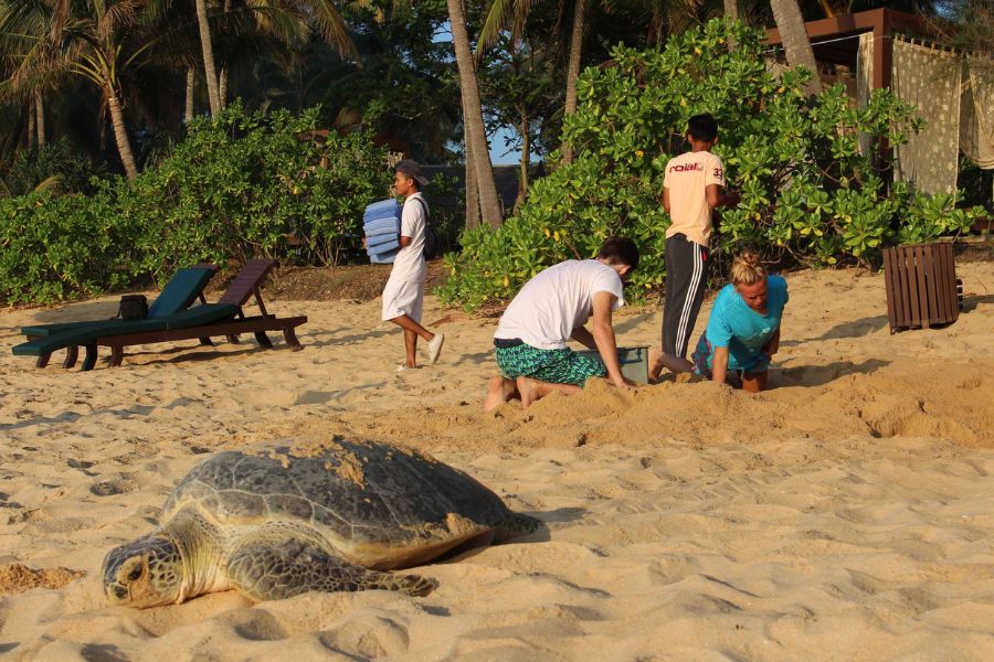 Turtle watching 