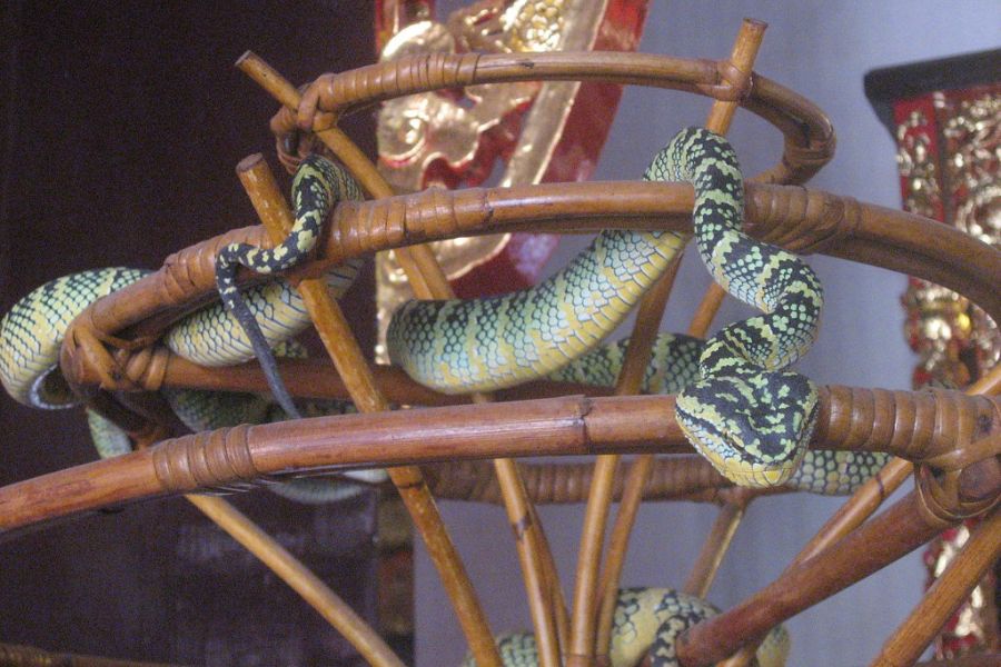 Snake branch in snake temple 