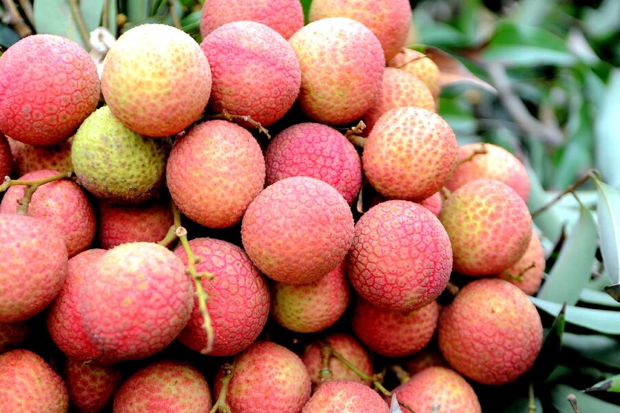 When ripe, Thanh Ha lychees are plump and have a bright red skin. Photo: aFamily