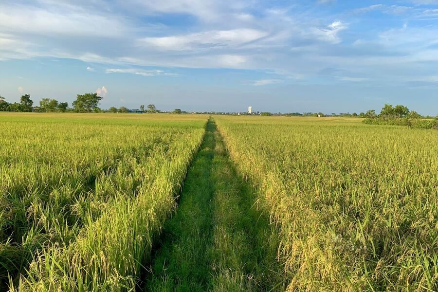 Thai Binh in the golden harvest season. Photo: Thien Ha