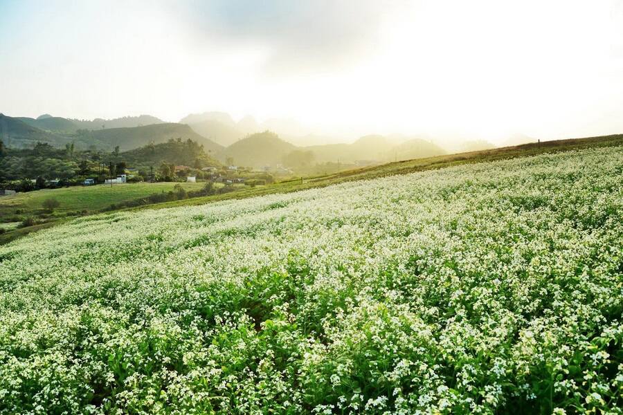 Moc Chau is a well-known mountain destination in Northwestern Vietnam. Photo: Du lich Moc Chau