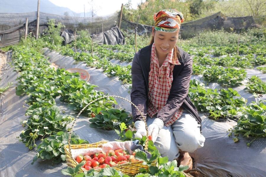 Strawberries are grown naturally under the careful tending of farmers. Photo: Son La Newspapers