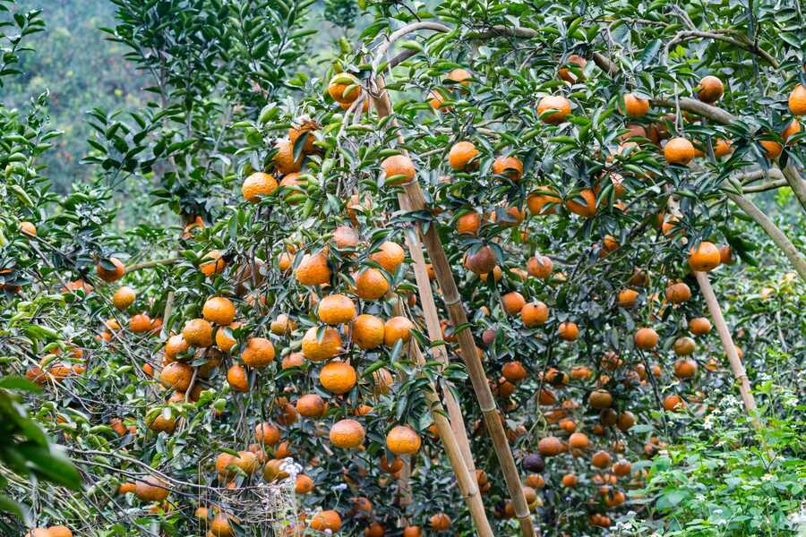 Ham Yen orange trees are heavy with fruit during the harvest. Photo: Dan Viet