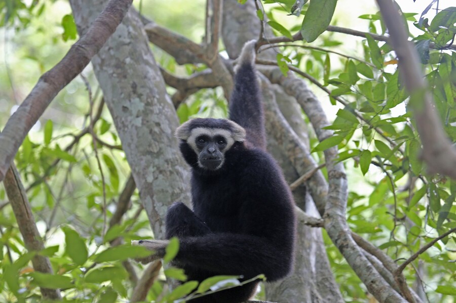 The black gibbons found only in Laos, is in danger. Photo: Thomas Kimmel