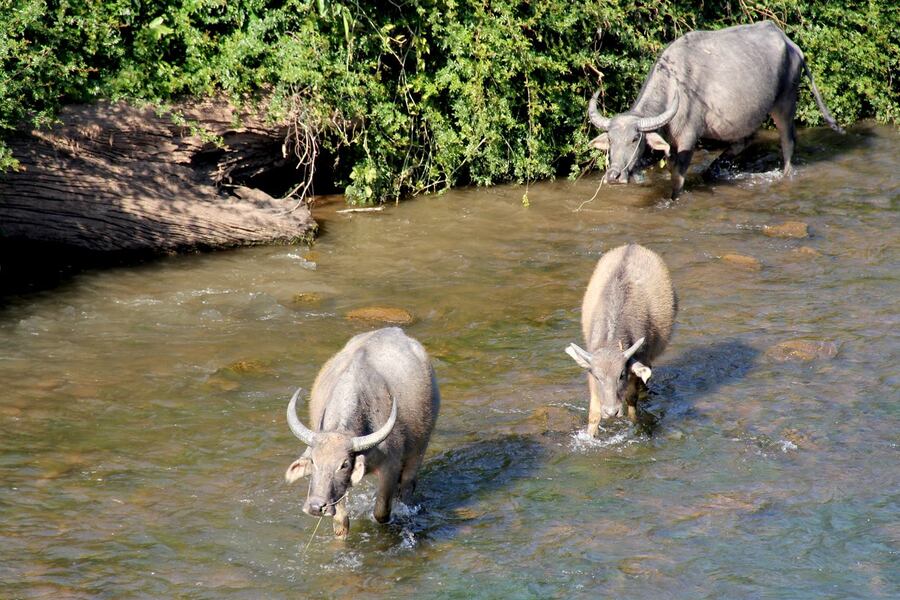 Some animals you can find in Bokeo Nature Reserve. Photo: Laos Travel