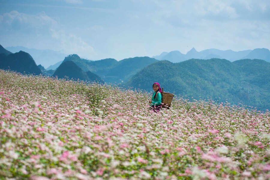 Don't miss buckwheat flowers season. Photo: Hai Van