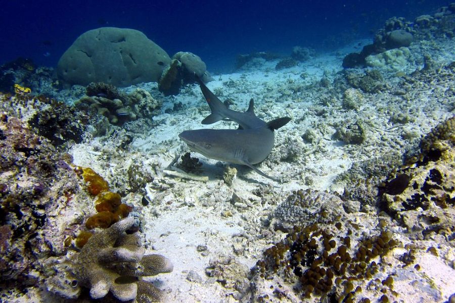 Discover shark in Sipadan Island 