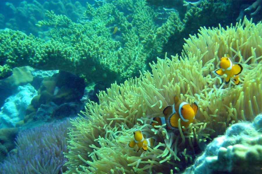 Coral Reefs under the sea 