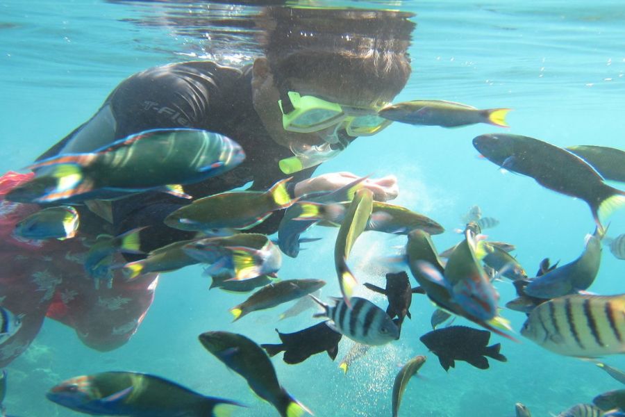 Visitors have the opportunity to experience underwater viewing