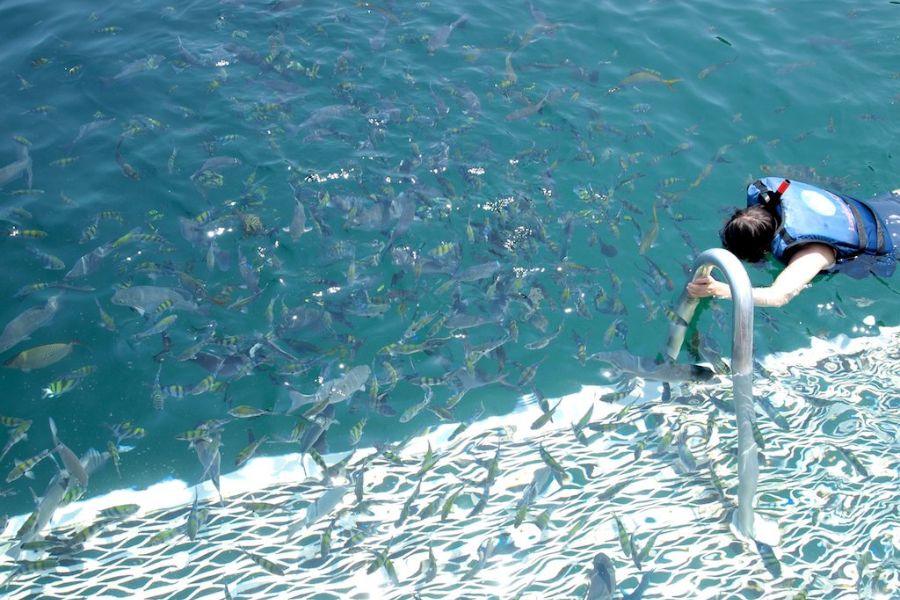 Diving spots in Pulau Payar Marine Park 