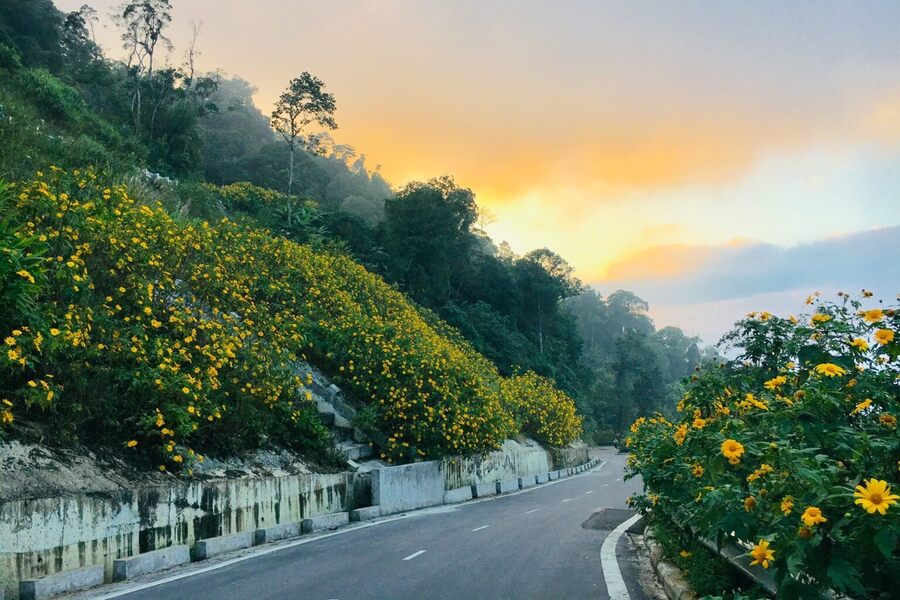 The road is lined with bright wild sunflowers. Photo: Ba Vi National Park