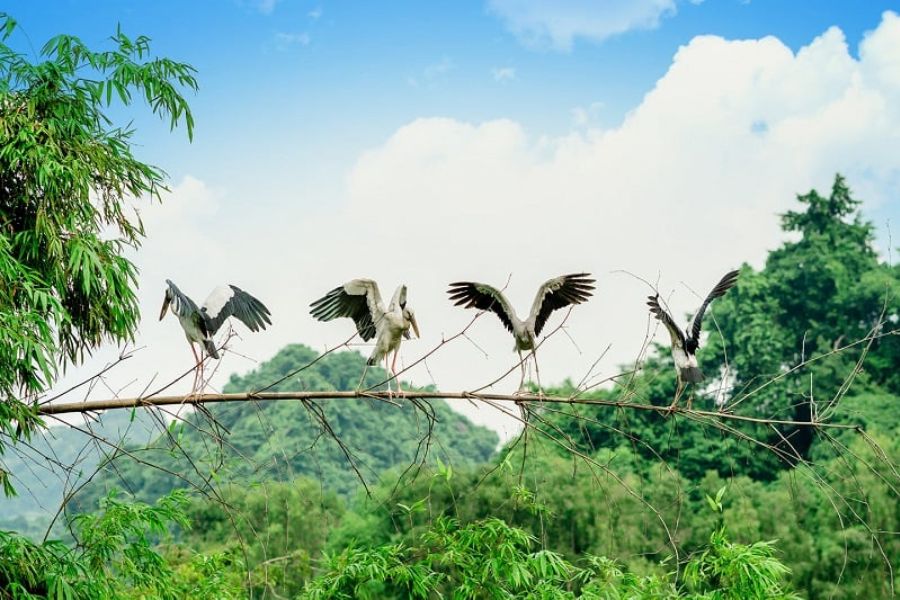 Thung Nham Bird Garden is home to about 40 species of birds with a population of about 50 thousand.