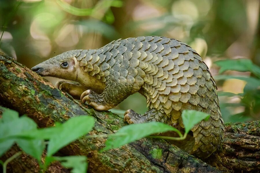 A Sunda Pangolin in Sabah. Photo: Instagram @m_kazree