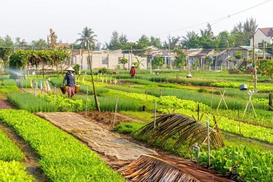 Tra Que Vegetable Village