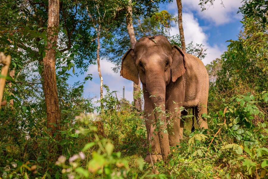 The festival promotes awareness of elephant conservation not only in Laos. Photo: Working Abroad