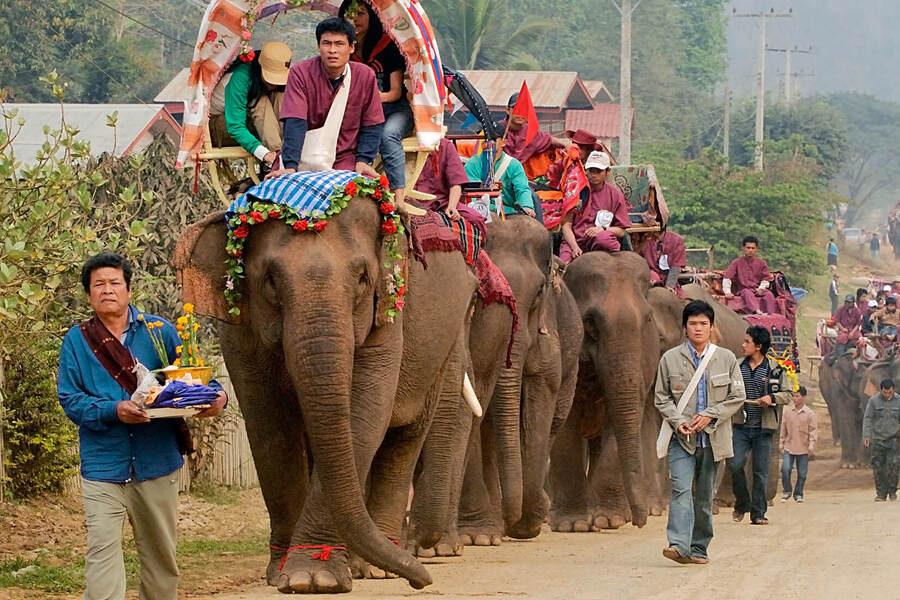 Elephants on the way to the festival. Photo: Sayaboury Tourism