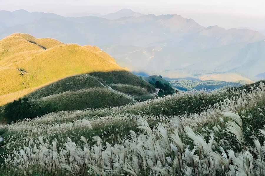 The hill is covered in a thick, white blanket of reeds, creating a scenematic view (Source: PYS Travel)