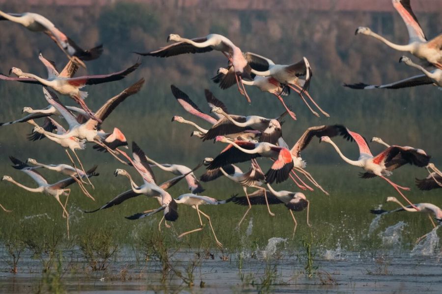 Sarus Crane in conservation area