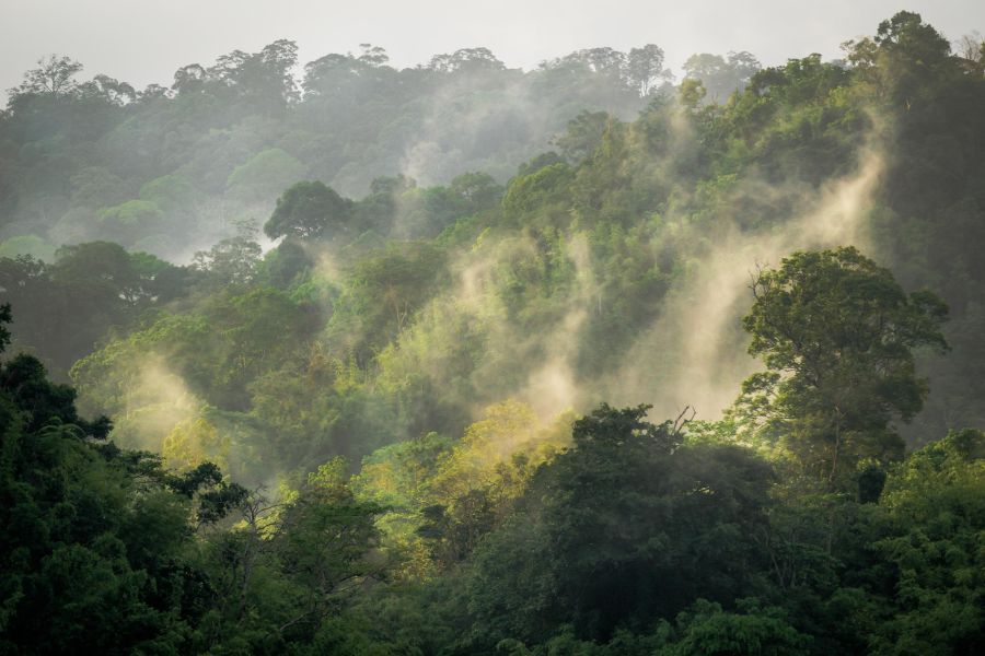 One of the world’s oldest rainforest