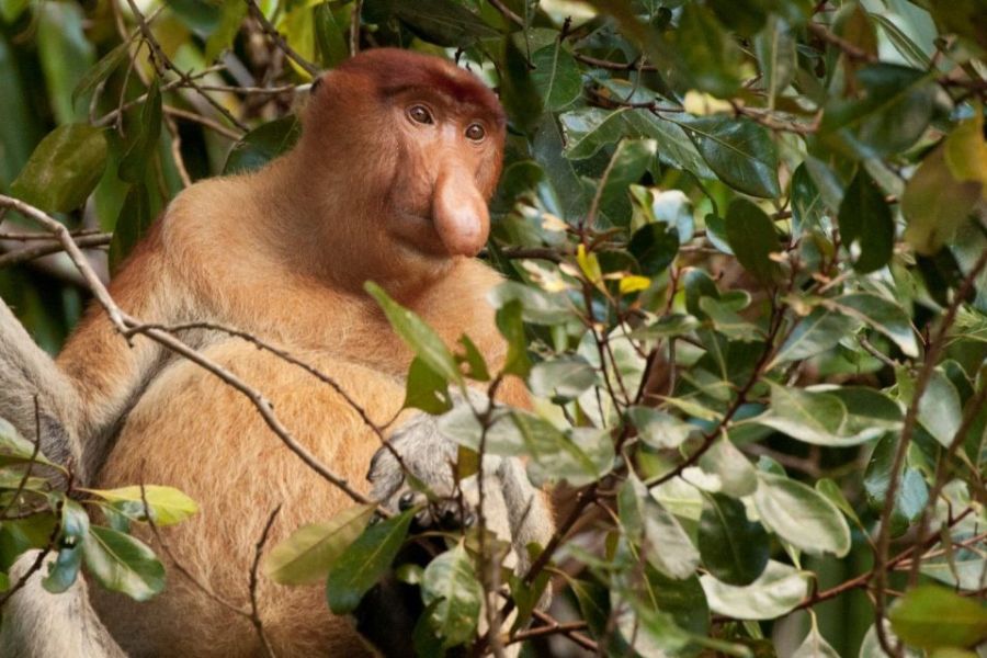 Unique species in the rainforest of Malaysia