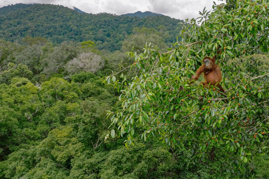 Borneo Rainforest 