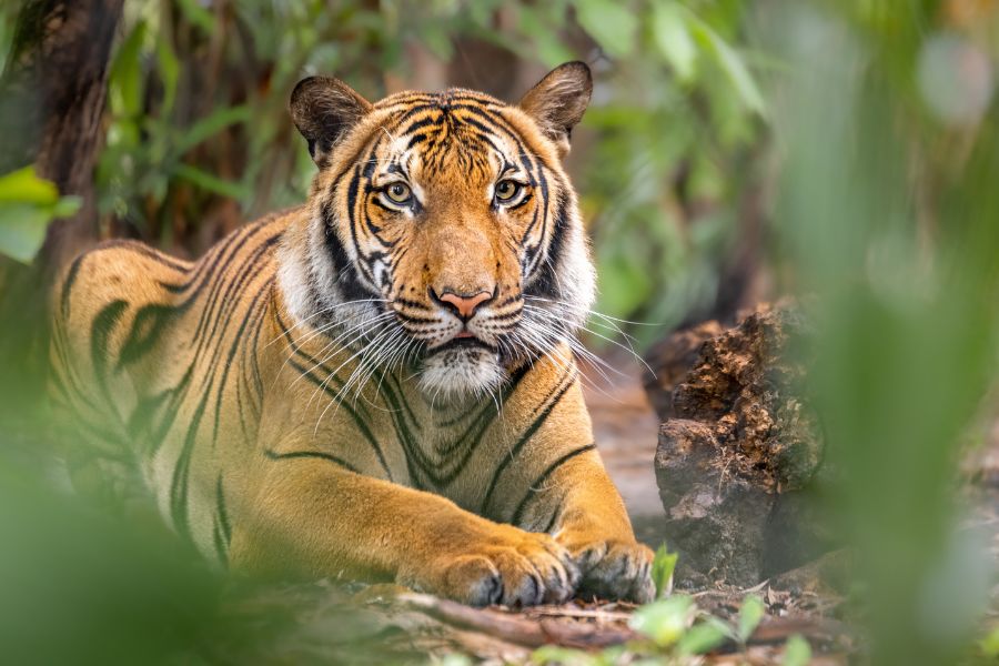 Tourists have the opportunity to see tigers