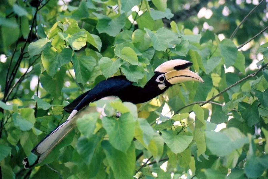 One of many rare birds in the rainforest