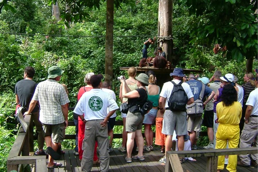 Tourist witnessing rare monkey species