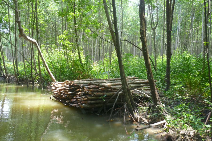 Matang Mangrove Forest Reserve