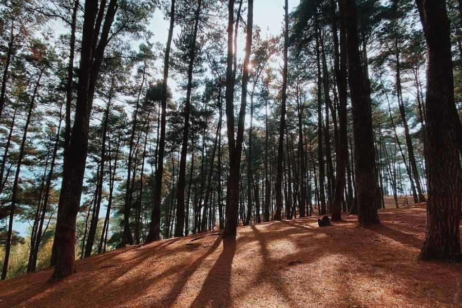 Yen Minh pine forest in Ha Giang will be an option not to be missed