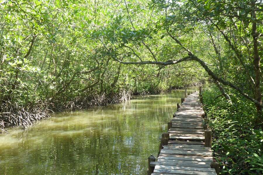 Ream National Park is largely covered by mangrove forests along the river. Photo: Bazar Travels