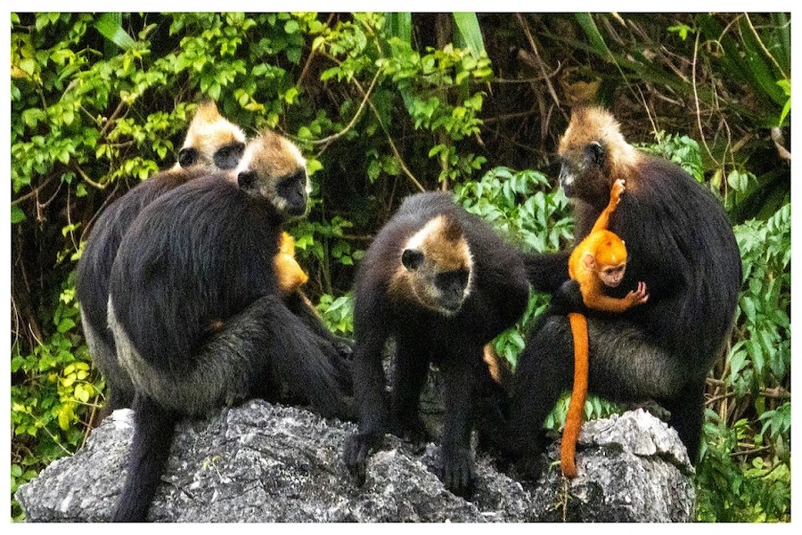 The Cat Ba langur is a critically endangered animal that is being strictly protected (Source: Internet) 