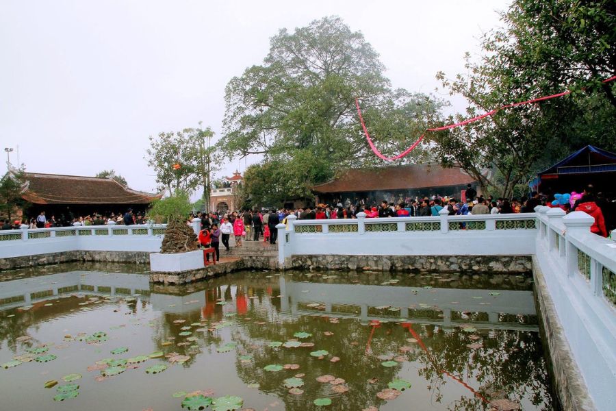 The Lotus Pond 