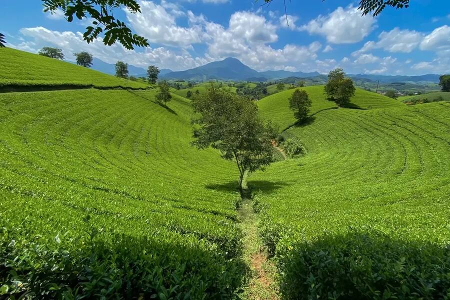 Everyone flock to Long Coc Tea Hill every summer for photographing. Photo: VOV