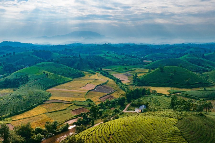 The best view of Long Coc Tea Hill