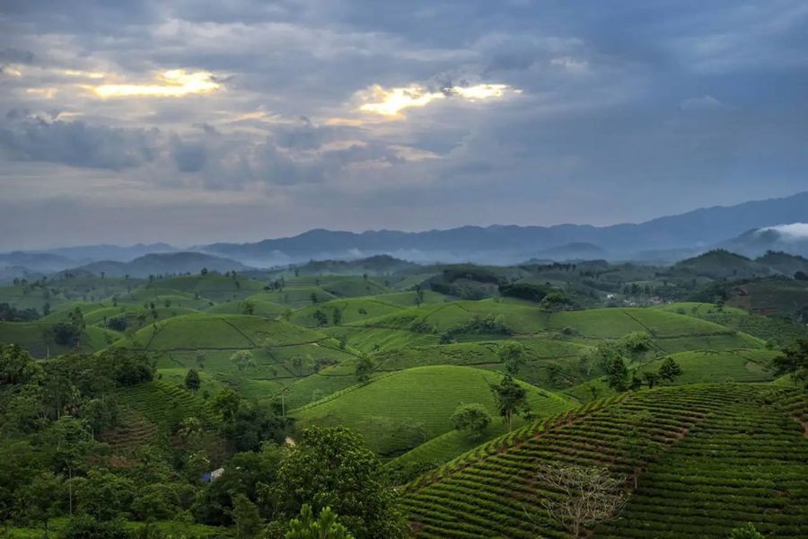 History of Long Coc Tea Hill