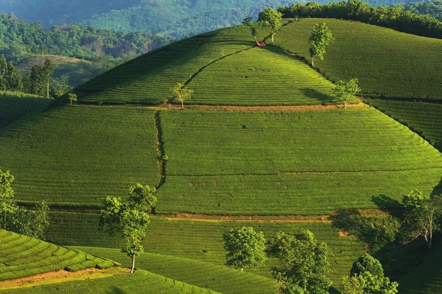 Hill of tea look like waves