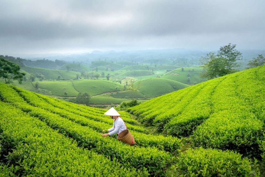 Ethic people picking tea leaves