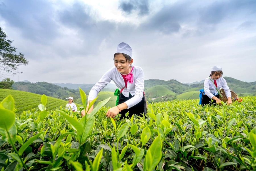 Tea picking experience 