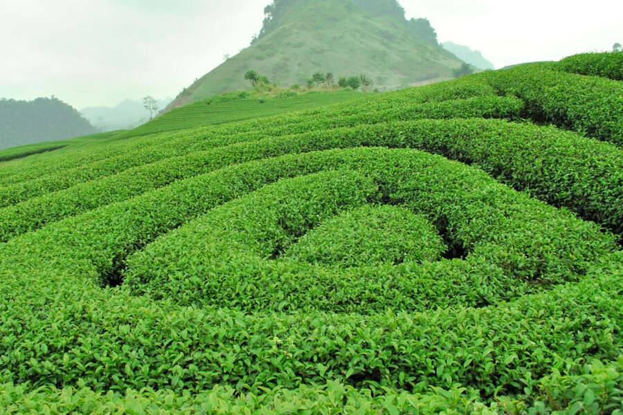 The heart-shaped tea rows spread out beautifully. Photo: MIA