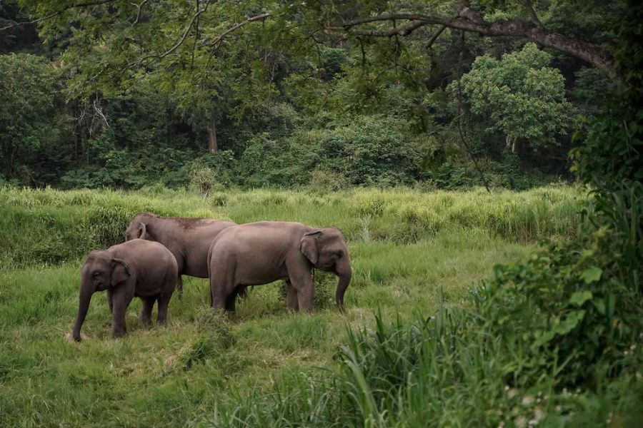 Elephant Sanctuaries in Thailand