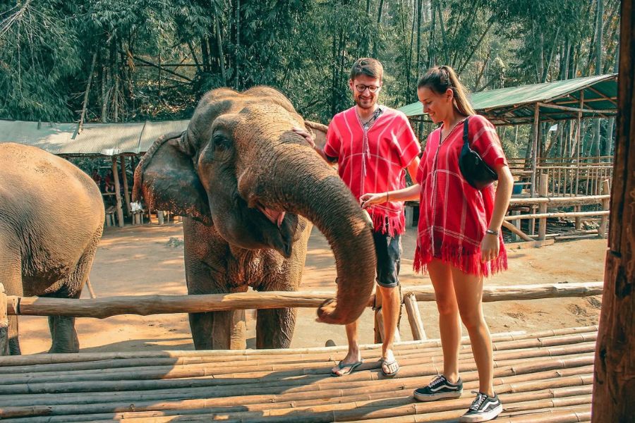 Tourists interact with elephants