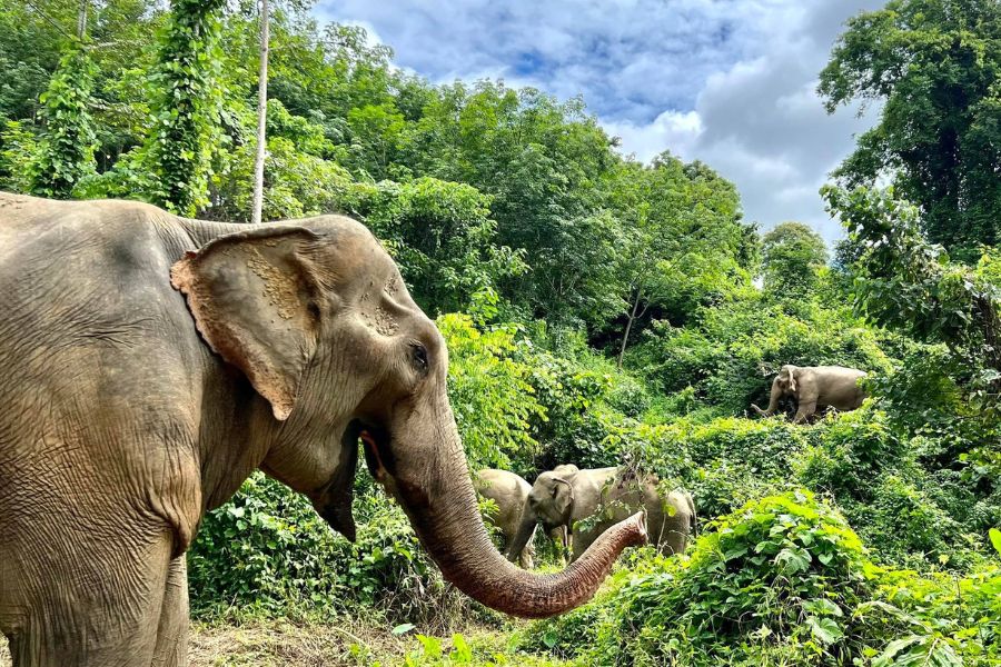  Elephant in the sanctuary