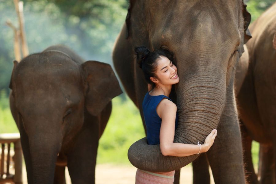 The friendliness of elephants