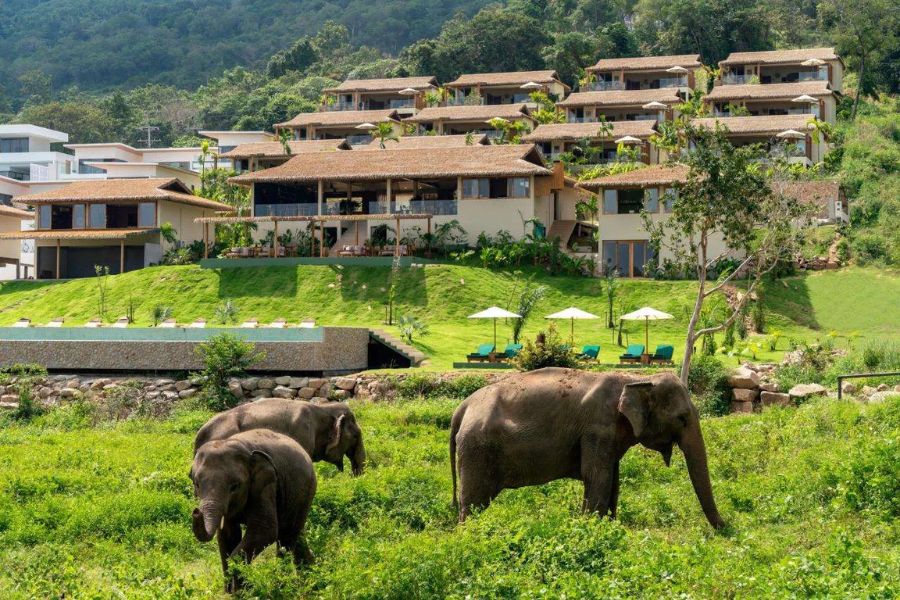 Samui Elephant Sanctuary